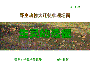 动物迁徙场.ppt