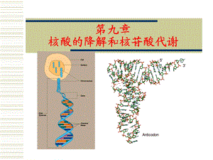 第9章核酸的降解与核苷酸代谢.ppt