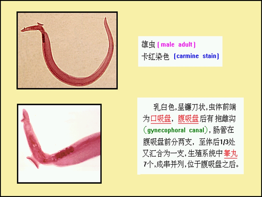 日本血吸虫Schistosomajaponicum000002.ppt_第3页