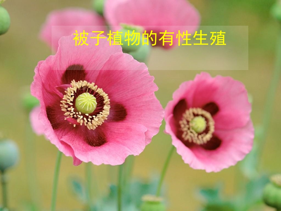 被子植物的有性生殖.ppt_第1页