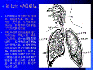 组织学与解剖学呼吸系统.ppt