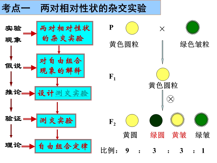 一轮复习-孟德尔的豌豆杂交实验(二)精讲.ppt_第2页