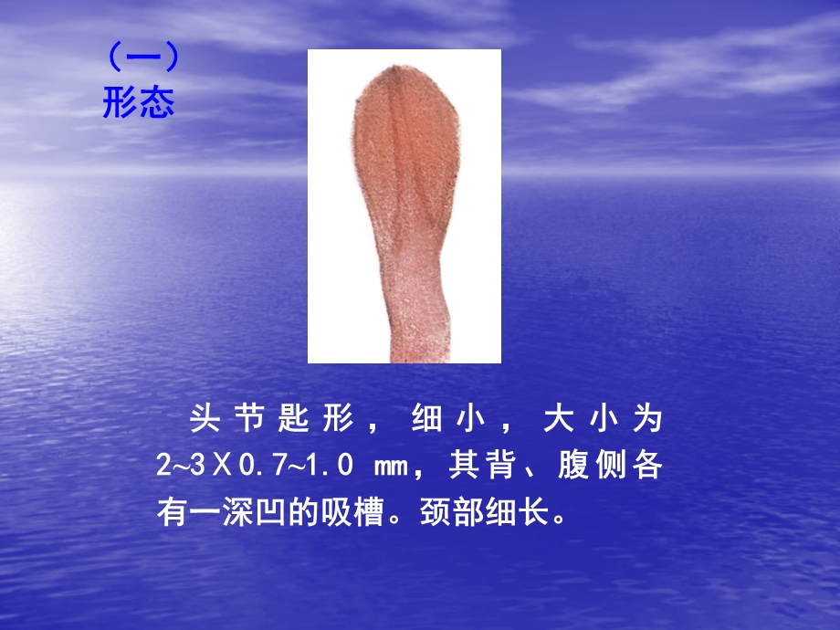 第十三节其他消化道寄生绦虫.ppt_第3页