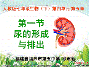 七年级生物尿的形成与排出.ppt