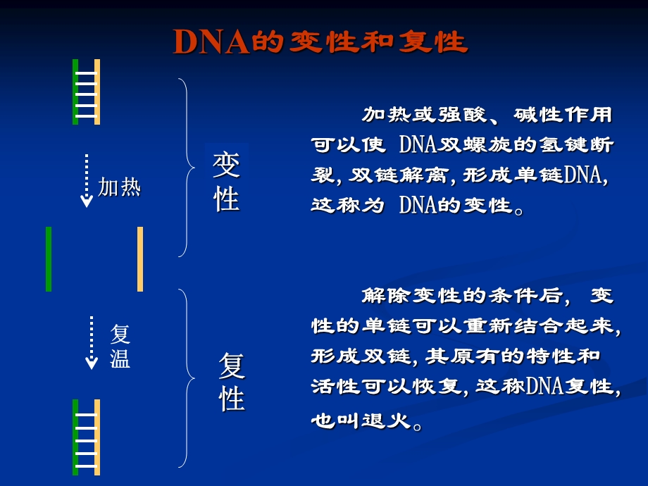 PCR扩增基因.ppt_第3页