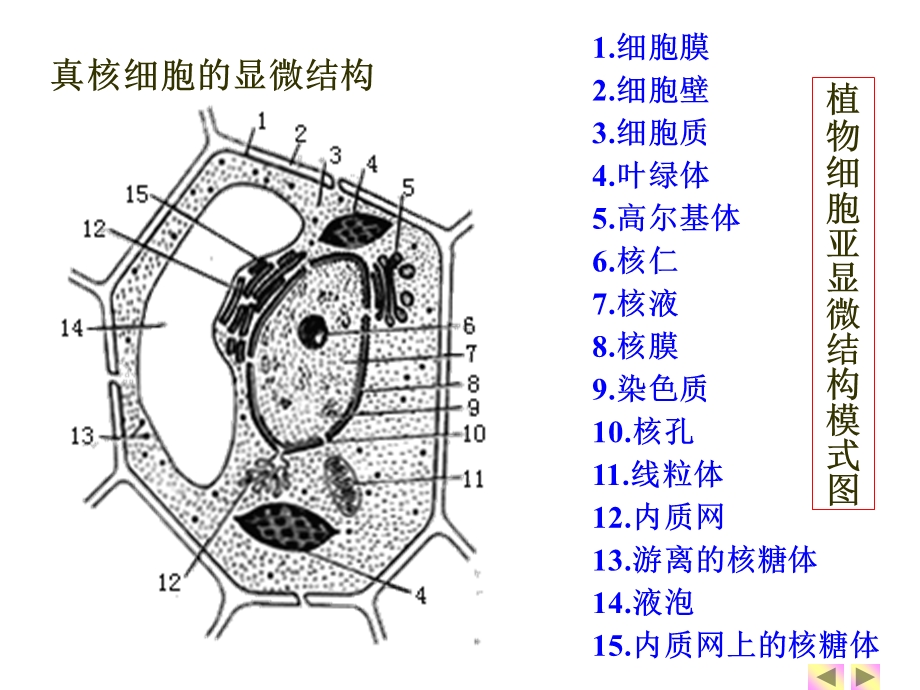 一轮复习细胞器.ppt_第2页