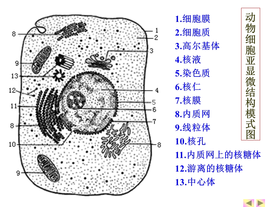 一轮复习细胞器.ppt_第3页