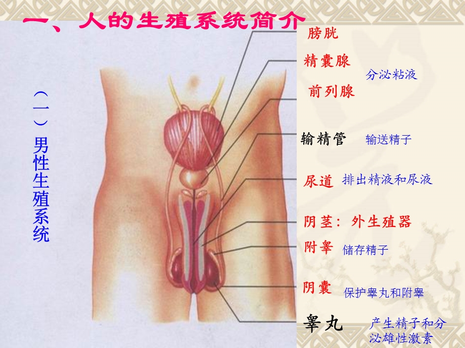 七年级下册生物复习提纲.ppt_第3页