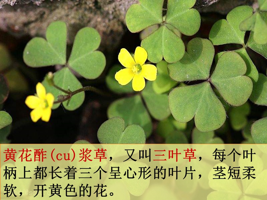 三年级科学《常见的小草》.ppt_第3页