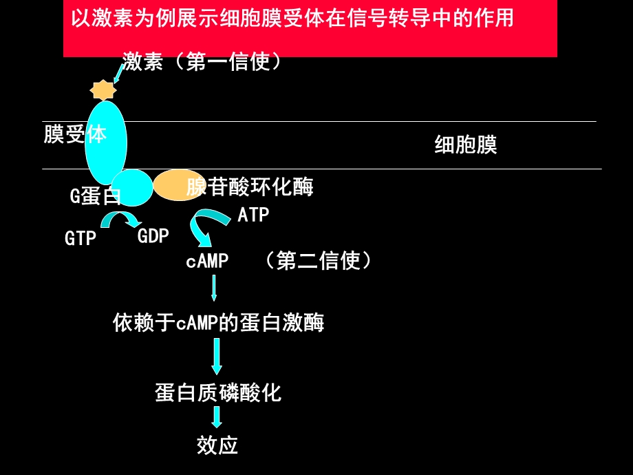 细胞信号转导障碍与疾病.ppt_第3页