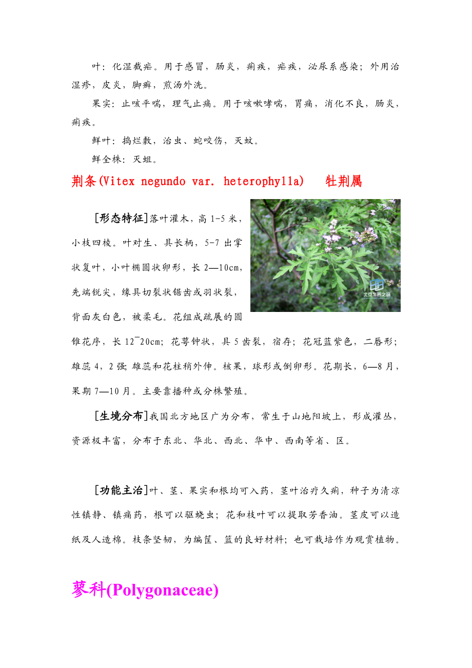 野外实习植物科属种总结2.doc_第2页