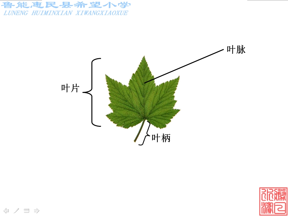 三年级科学上册第一单元《植物》复习与测试.ppt_第2页