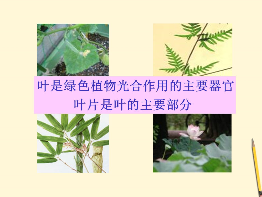 七年级生物上册《植物光合作用的场所》课件苏教版.ppt_第3页