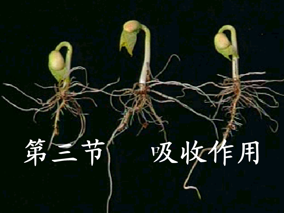 七年级生物上册吸收作用课件.ppt_第2页