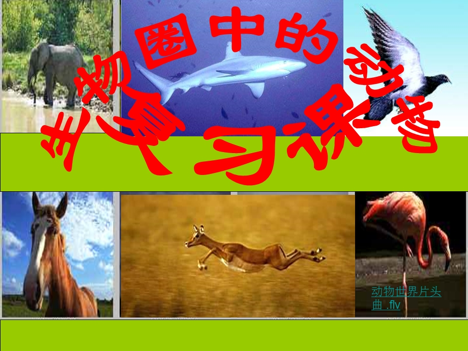 七年级生物生物圈中的动物.ppt_第1页