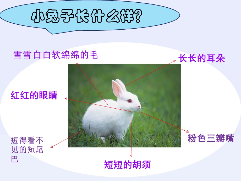 中班科学活动《小兔子乖乖》.ppt_第2页