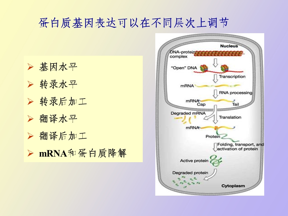 信号转导研究方法.ppt_第3页