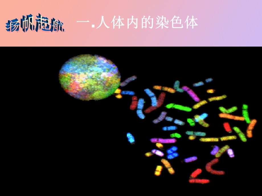 人类染色体和性别遗传.ppt_第3页