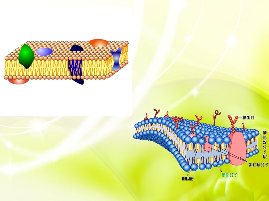 使用物质的跨膜运输.ppt_第2页