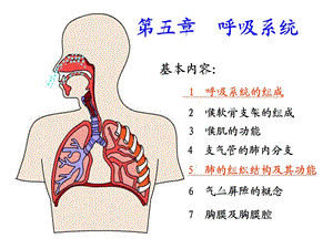 人体组织学与解剖学课件呼吸系统.ppt