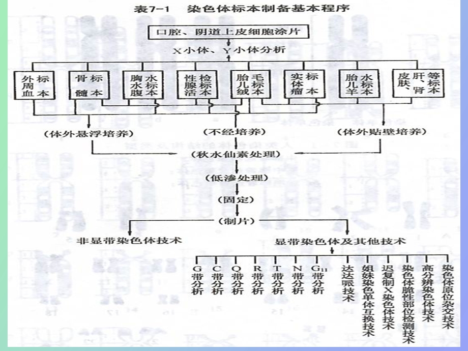 人类染色体和染色体畸变.ppt_第3页