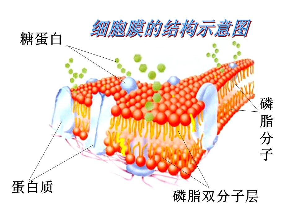 人教版教学课件使用1.4.3物质跨膜运输的方式.ppt_第2页