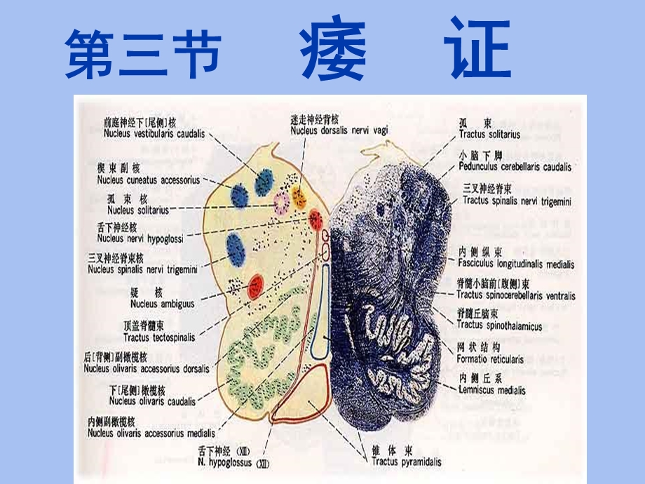 中医内科学痿证.ppt_第1页