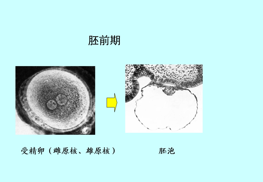 人体胚胎学总论课件.ppt_第3页