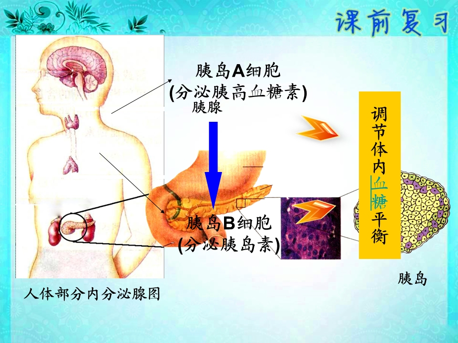 人体血糖平衡调节-激素调节实例.ppt_第3页