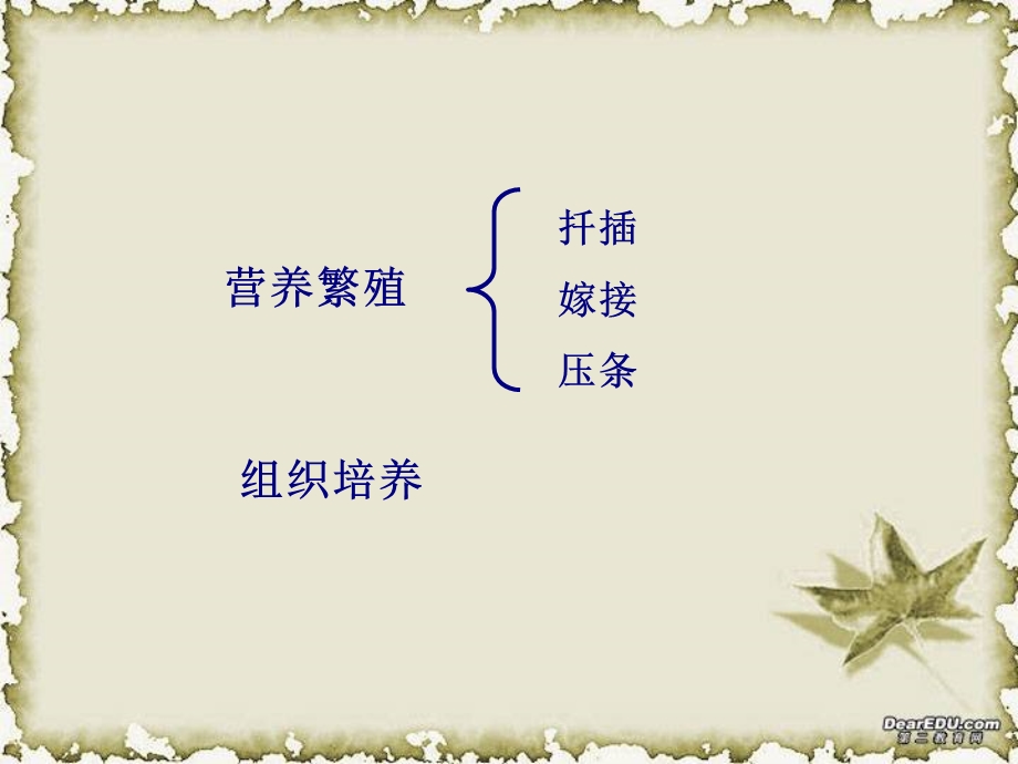 人教版教学课件3.1菊花的组织培养.ppt_第1页