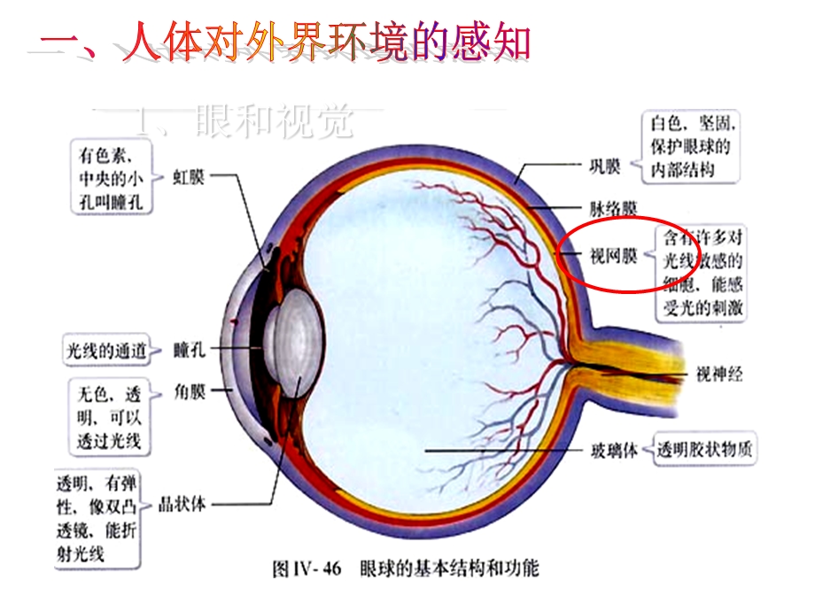 人体生命活动的调节-复习课件.ppt_第3页