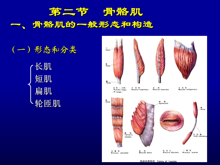 人体解剖学04-运动系统.ppt_第3页