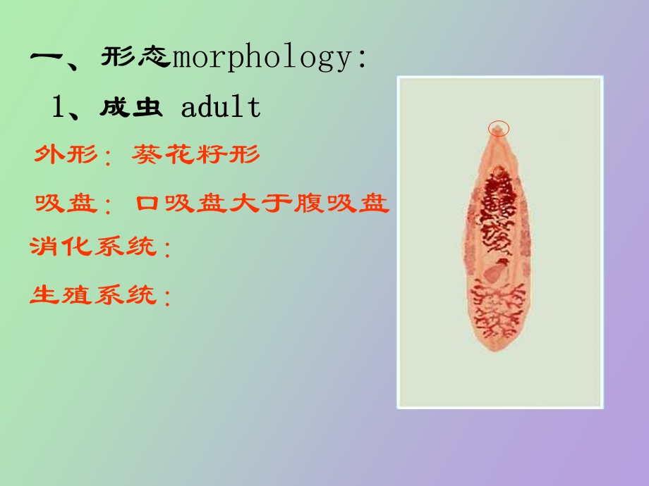 人体寄生虫实验.ppt_第2页