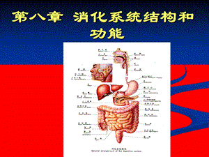 人体解剖生理学-消化系统的结构与功能.ppt