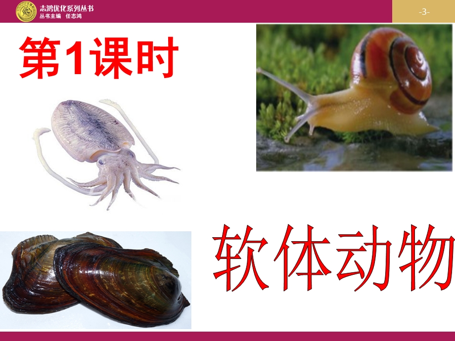 优秀教案-软体动物和节肢动物课件.ppt_第3页