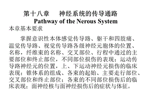 人体解剖学-传导路.ppt