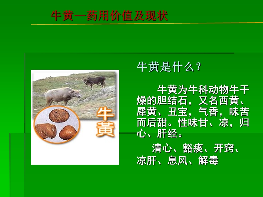 体外培育牛黄介绍 呼吸科.ppt_第2页