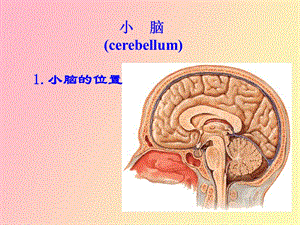 人体解剖学小脑、间脑.ppt