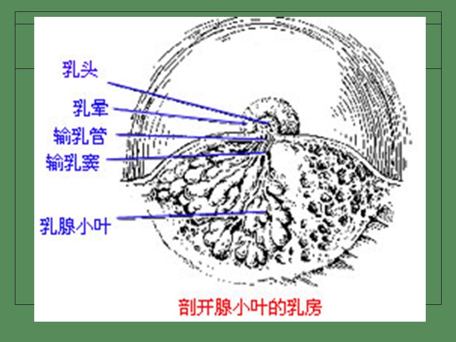 乳腺肿瘤病人的护理.ppt_第3页