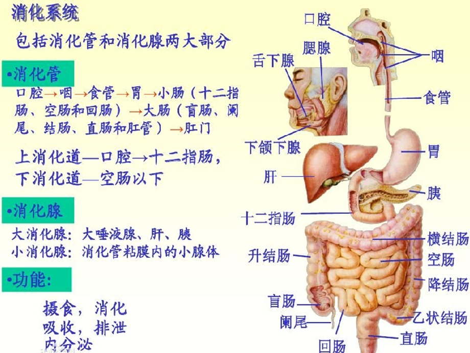 作用于消化系统药物.ppt_第2页