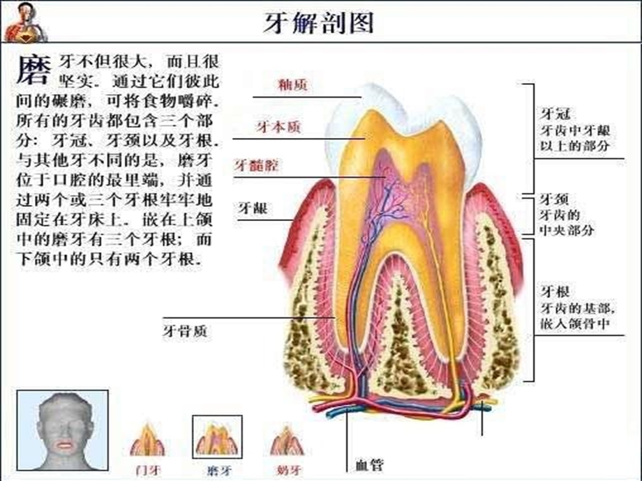 了解自己解剖彩.ppt_第2页