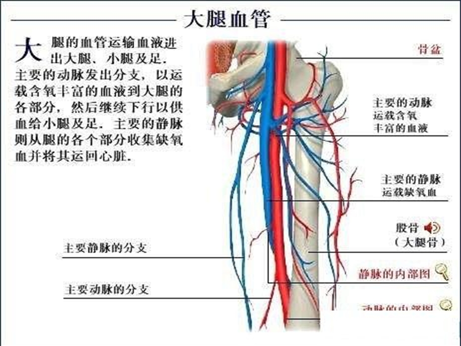 了解自己解剖彩.ppt_第3页