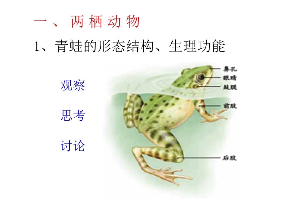 两栖动物和爬行动物-课件.ppt_第3页