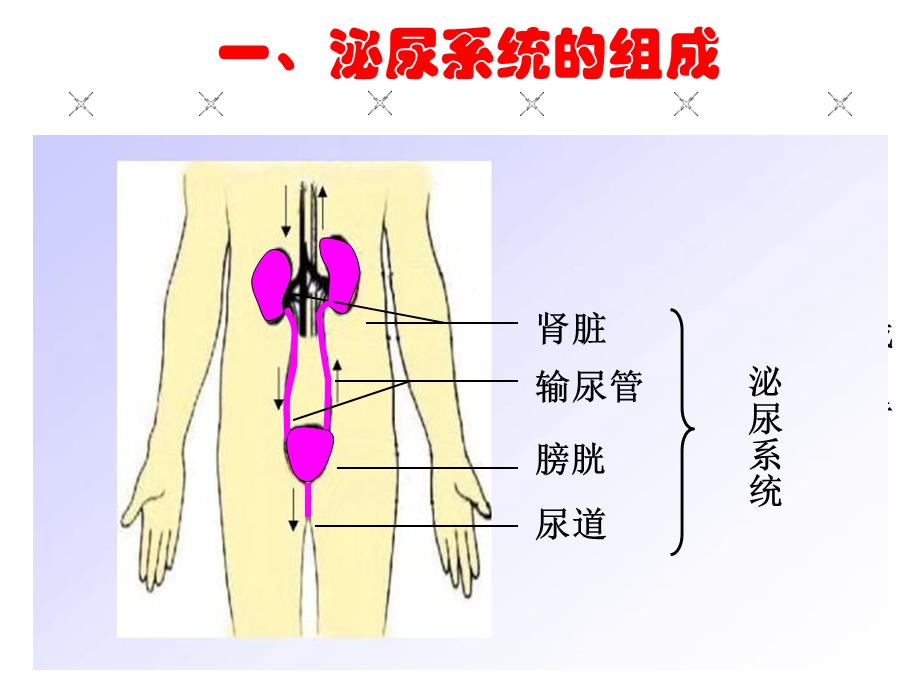 人体内废物的排出(优质课).ppt_第3页