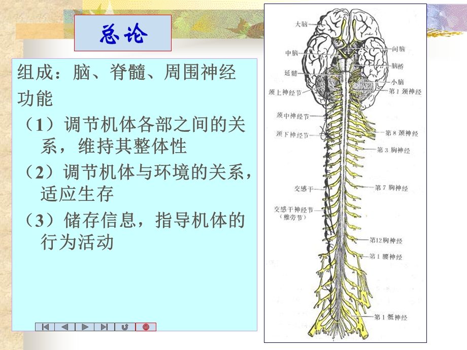 中枢神经系统nervoussystem.ppt_第3页