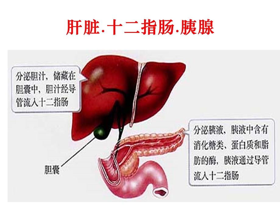 人教版教学课件必修三第2章第2节通过激素的调节.ppt_第2页