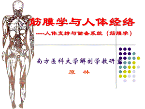 中医学理论-筋膜学与人体经络.ppt