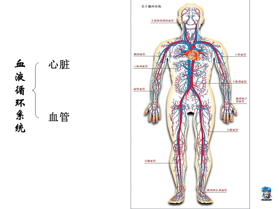 人体内的物质运输第节血液.ppt_第2页