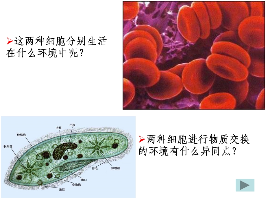 人体稳态第一课时内环境.ppt_第2页