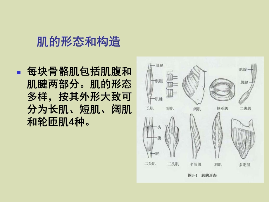 人体科学与艺术第二章第二节.ppt_第3页